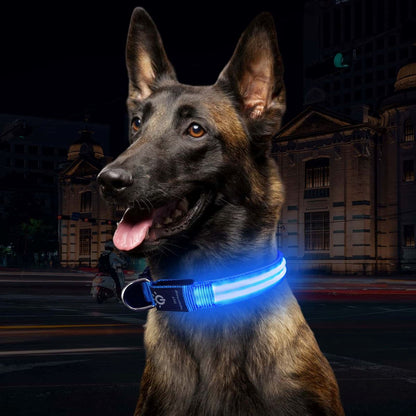 Collier lumineux Chien