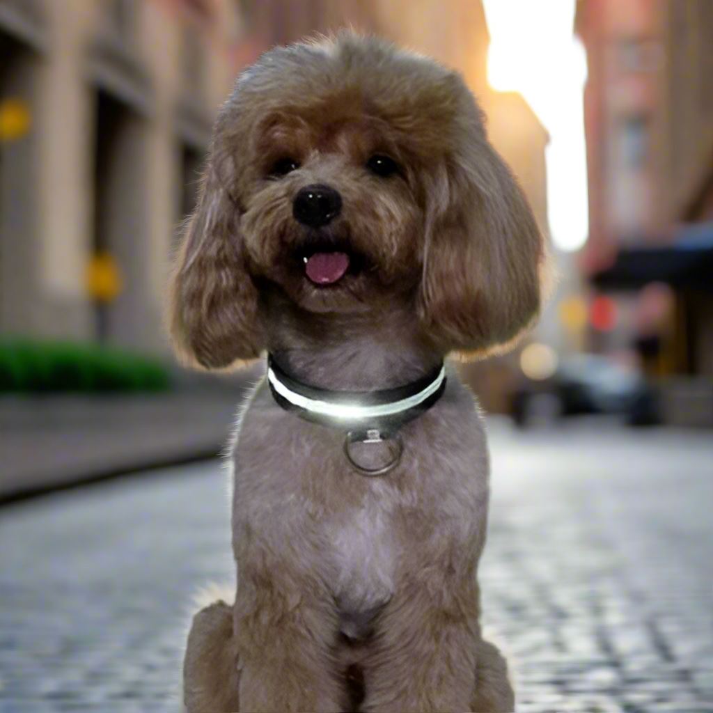 Collier lumineux Chien - LEDCollarDog™ - Noir