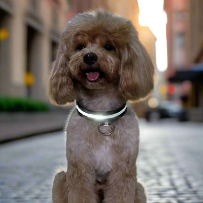 Collier lumineux Chien - LEDCollarDog™ - Noir